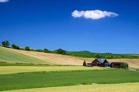 在美瑛省，北海道，日本小屋大麦场