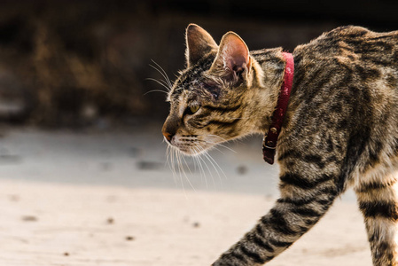 走猫步的猫图片