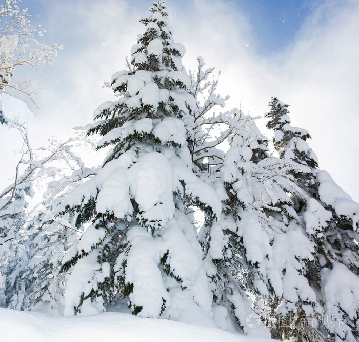 美丽的冬天景观与雪覆盖树木,降雪