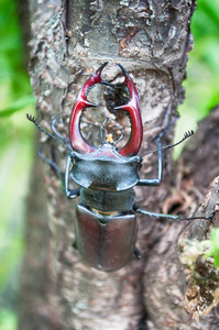 大甲虫 Lucanus 鹿