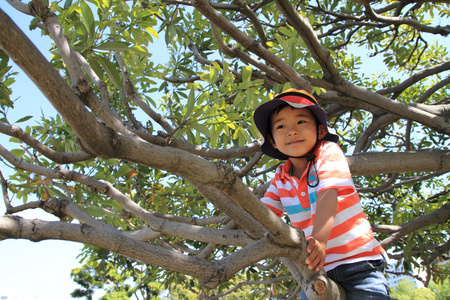 日本男孩爬树4岁