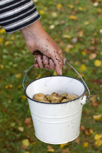 农夫拿着一个装满土豆的水桶的土气手