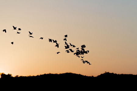 日落的热带鸟类飞行的剪影