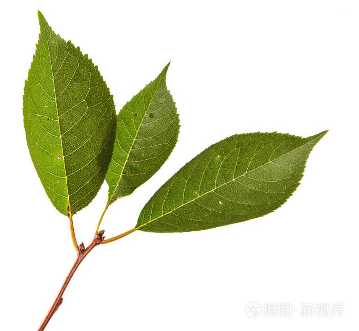 一棵绿色的叶子的樱桃树的分支上白bac孤立