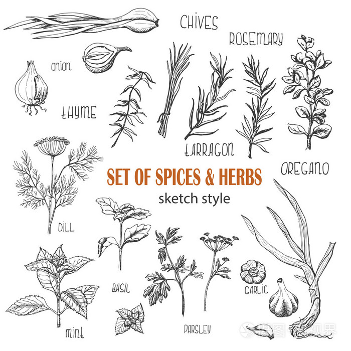 组的草药和香料中的素描样式