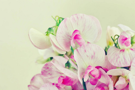 甜豌豆特写的花束图片