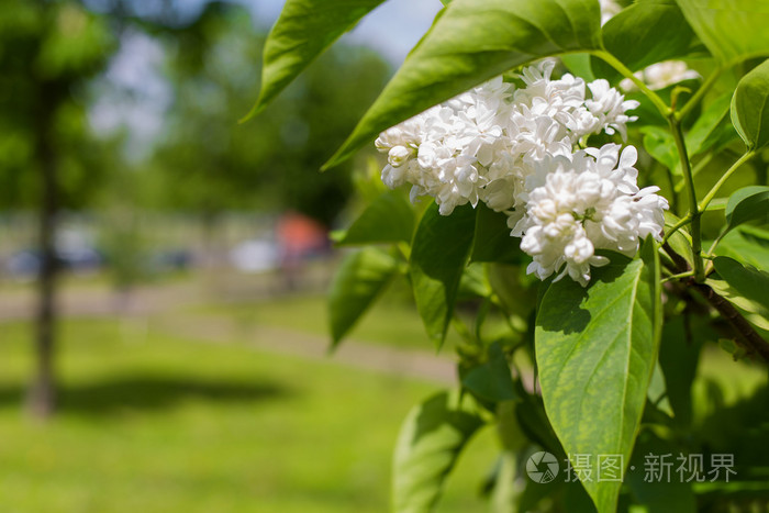 在灿烂的阳光明媚夏日盛开的白色紫丁香花枝