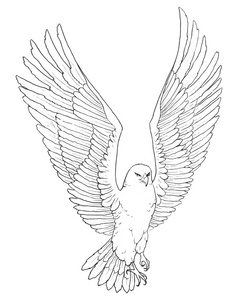 素描翱翔的雄鹰的图翱翔在云端的雄鹰从白坝上的背影看雄鹰飞翔的雄鹰