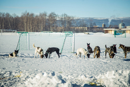 挪威的一场比赛在等待的长距离西伯利亚雪橇犬