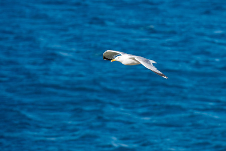 单海鸥飞翔在清晰的蓝色海面上的鸟张开翅膀