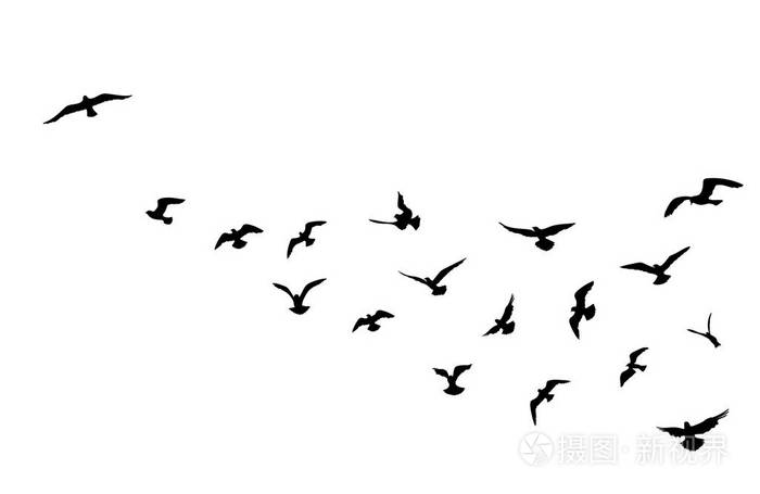 飞行的鸟群