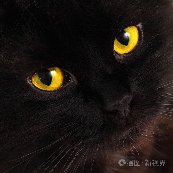 用明亮的黄色眼睛看向你的黑猫