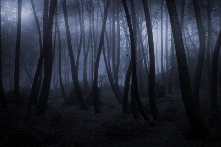 在晚上的迷雾森林