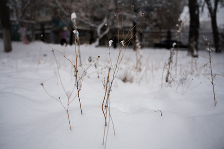 第一场雪落, 覆盖着白色的面纱树树枝和草