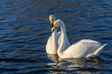 天鹅湖夫妇冬季鸟类图片