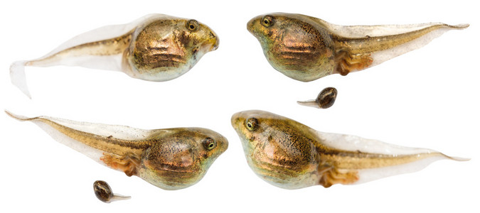 蝌蚪青蛙蝌蚪集关闭上白色孤立照片