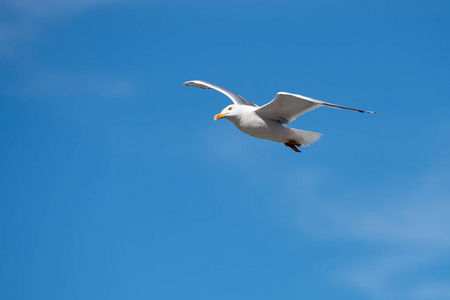 单海鸥飞翔在湛蓝的天空上的鸟张开翅膀照片