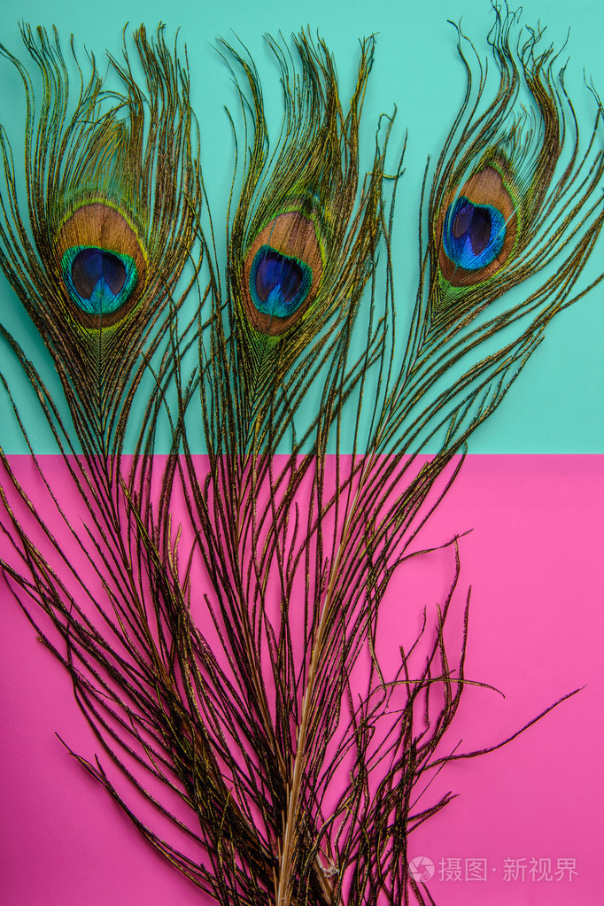 美丽的异国风情孔雀羽毛粉色和色的背景上照片-正版商用图片0dh841-摄