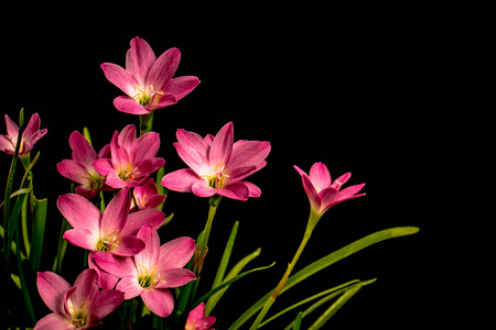 淡粉色喇叭花与黑色背景上的特写