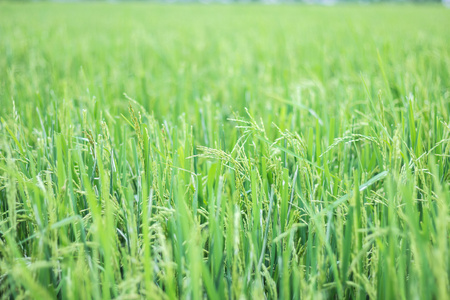 在泰国的稻田里美丽的风景