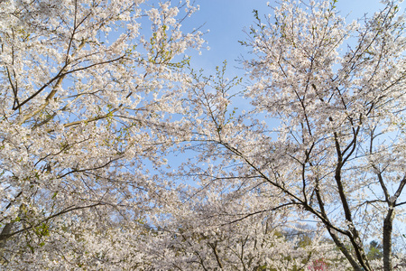 Doshi 河樱花花