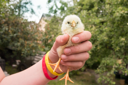 女孩一个手里拿着小黄色小鸡照片