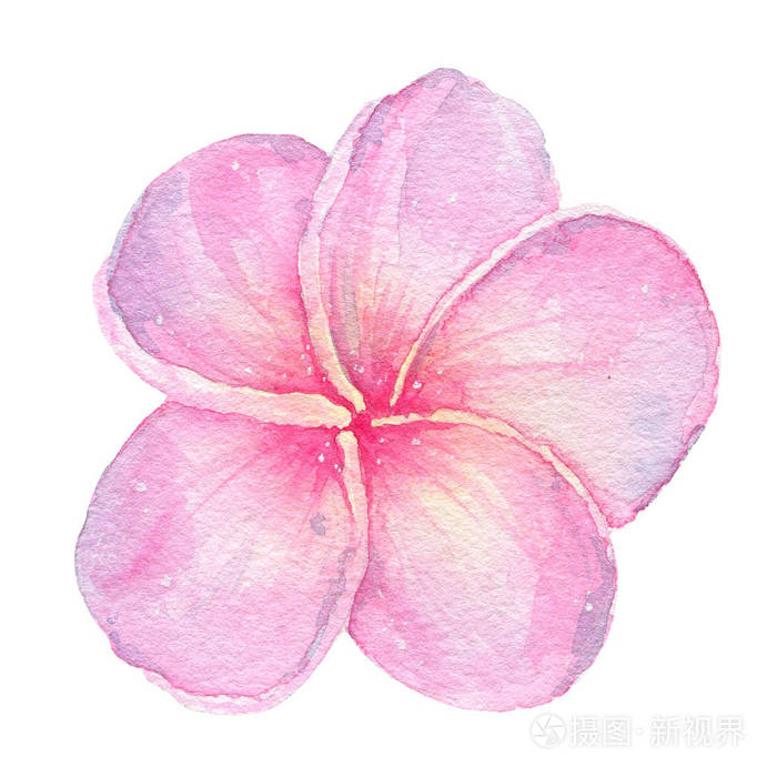 水彩手绘热带花卉粉红色素馨花孤立在白色背景上