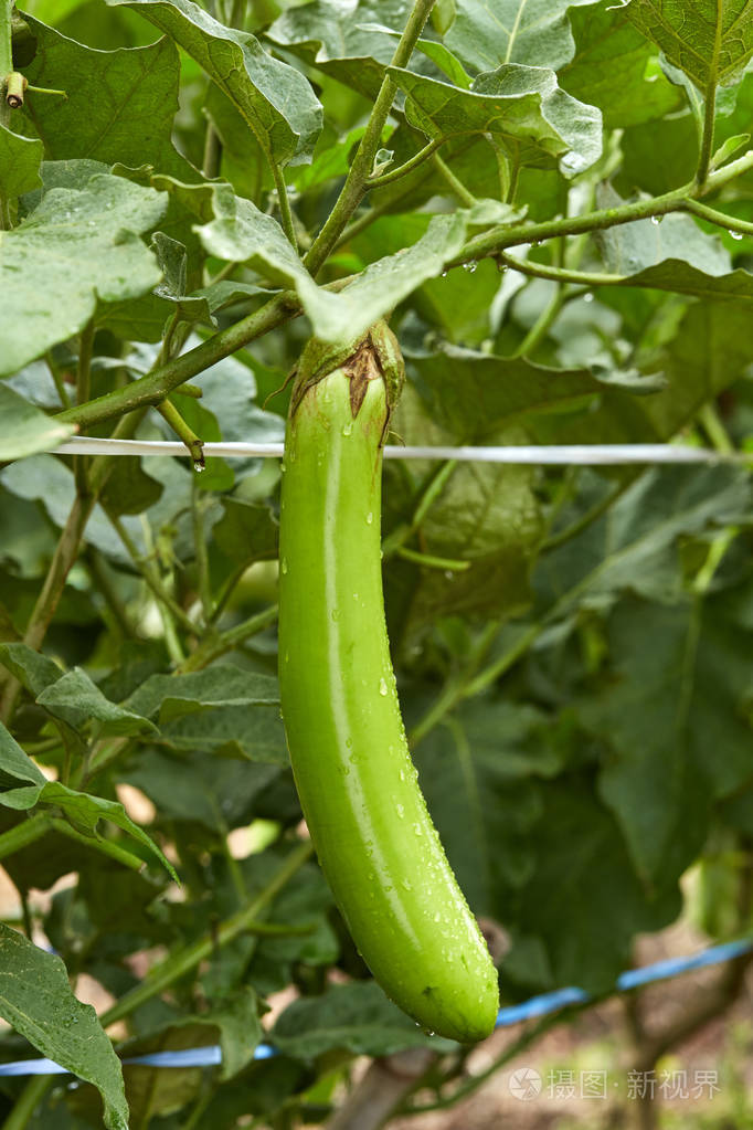 树上的绿色茄子