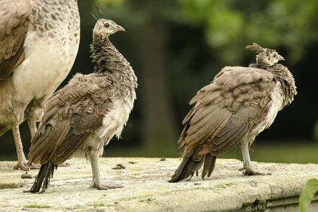 美丽的孔雀在城堡的花园里照片