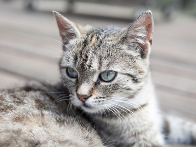 软条纹晶须金猫头柔和的色彩照片