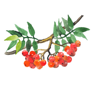 水彩浆果图片-水彩浆果素材-水彩浆果插画-摄图新视界