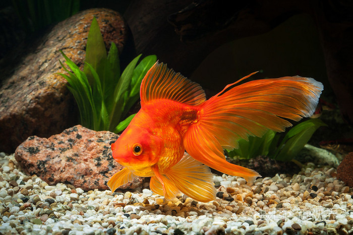 金鱼在用石头和绿色的植物,水族馆照片-正版商用图片0dhko5-摄图新