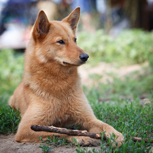 卡瑞洛芬兰莱卡照片