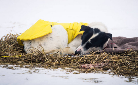 在挪威的竞赛期间休息在毯子里的远距离西伯利亚雪橇犬