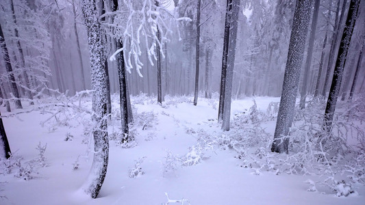 冬天山上树木的雪覆盖着新鲜