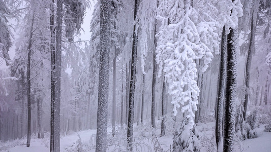 冬天山上树木的雪覆盖着新鲜