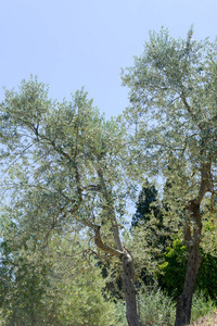 橄榄树附近在托斯卡纳格雷夫