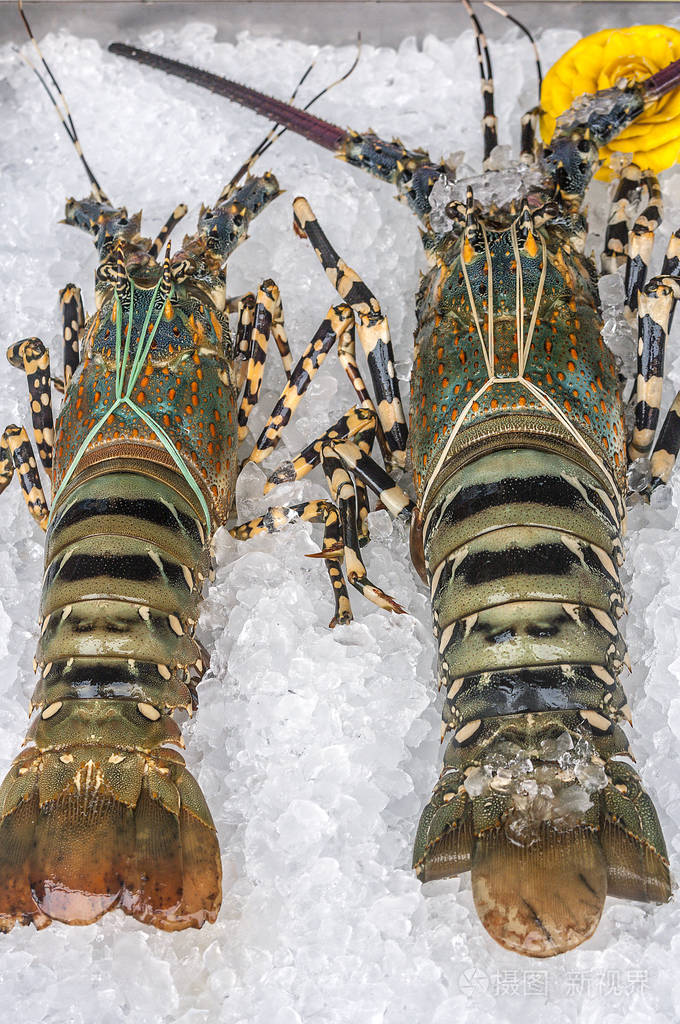 活龙虾躺在冰上