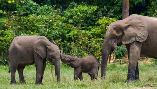 森林大象的家族