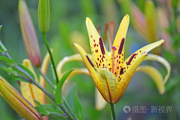 在花园里的美丽黄色百合花