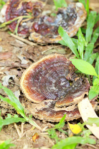 灵芝蘑菇或灵芝与自然图片