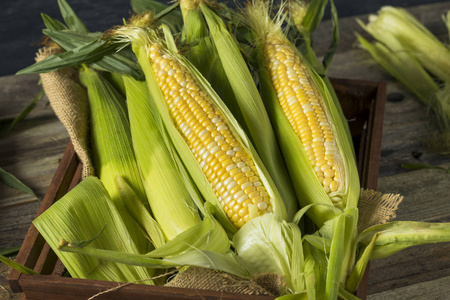 有机黄蒸的玉米图片