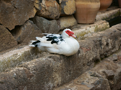 番鸭坐在石头上图片