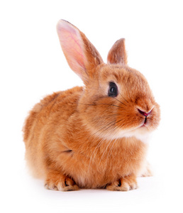 孤立的小兔子图片