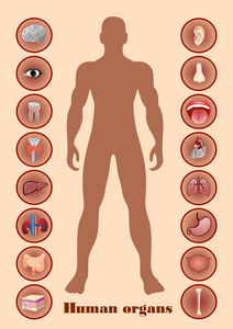 人体器官的图标