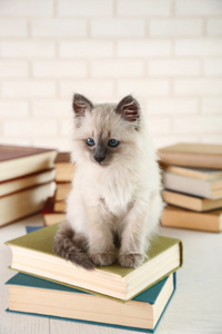 可爱的小猫与浅色背景上的书