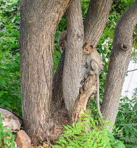 只猴子坐在树上图片