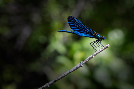 树枝上的蓝色蜻蜓