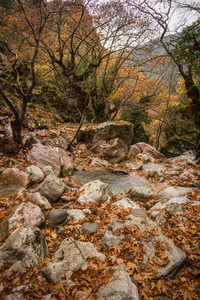 秋季景观与河