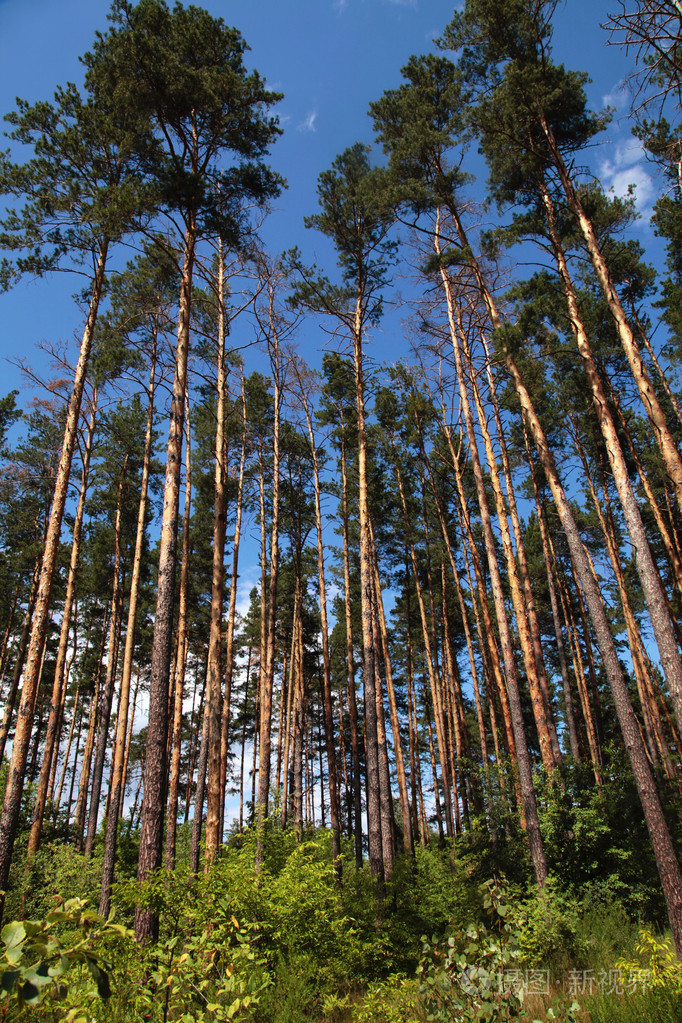 2000*3000px发票合同问题/美丽树郁郁葱葱森林风景景观松林查看作者